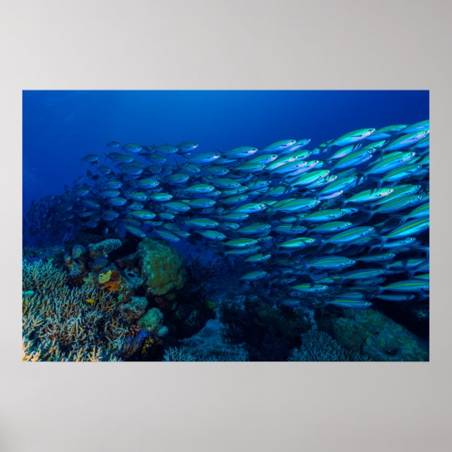 Coral Sea Tropical Fish School Poster (Front)