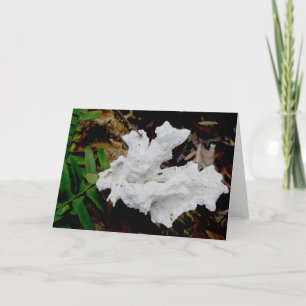 Coral Shelf Fungus Note Card