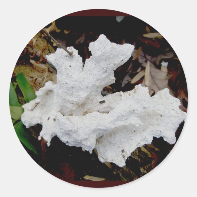 Coral Shelf Fungus Stickers (Front)
