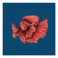 Coral Siamese fighting fish