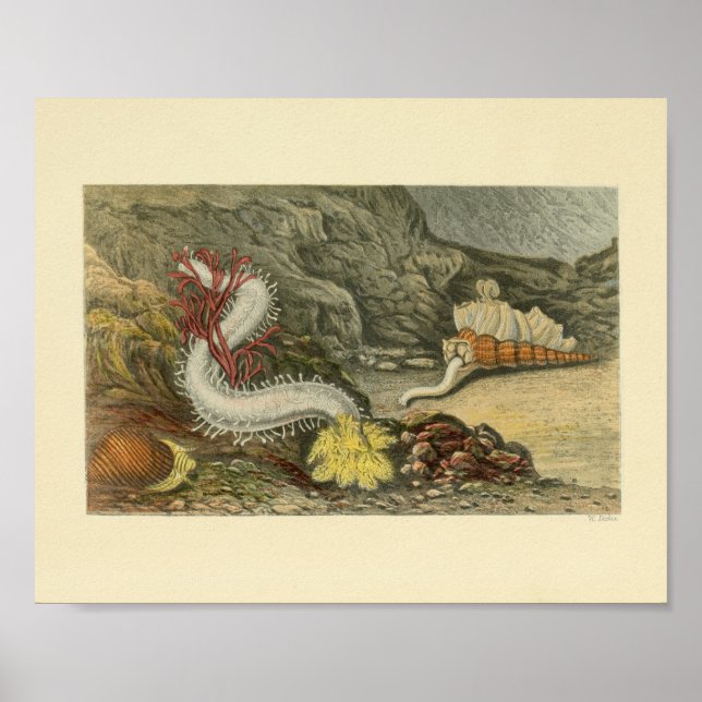 Coral Snails Marine Animals Art Print (Front)