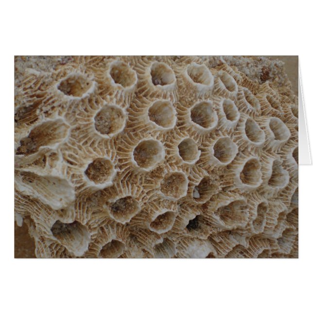 Coral Texture (Front Horizontal)