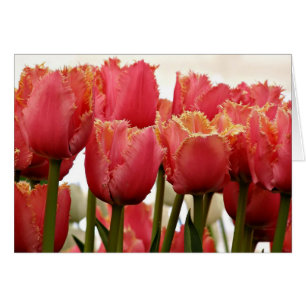 Coral Tulips Photograph Floral Greeting Card