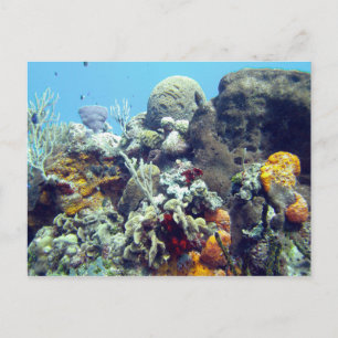 Corals Paradise Reef Cozumel Yucatan, Mexico Postcard