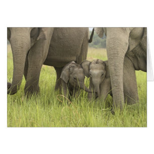 Corbett National Park, Uttaranchal, India.