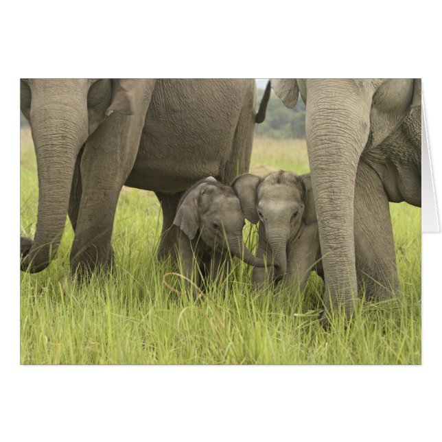 Corbett National Park, Uttaranchal, India. (Front Horizontal)