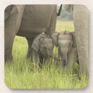Corbett National Park, Uttaranchal, India. Coaster