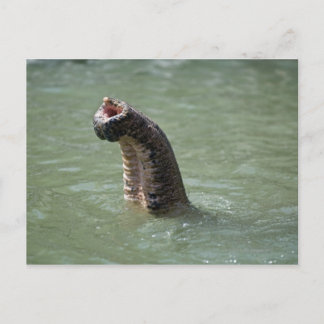 Corbett National Park, Uttaranchal, India Postcard