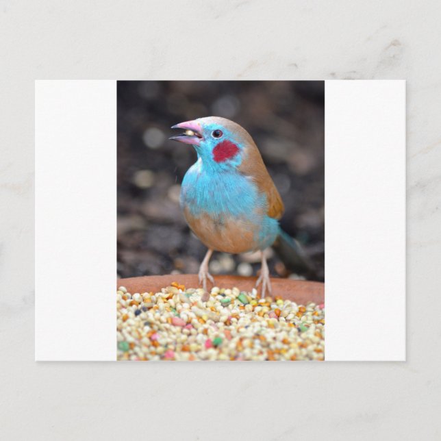 Cordon Bleu Finch Postcard (Front)