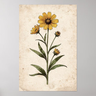 Coreopsis Botanical Print