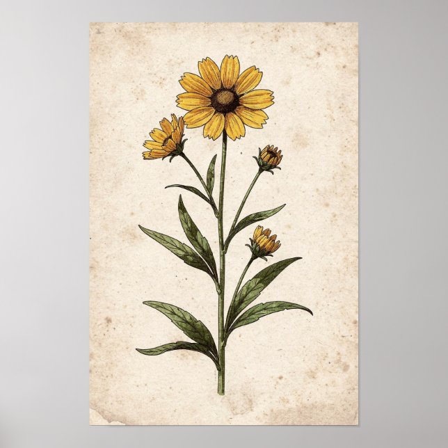 Coreopsis Botanical Print (Front)