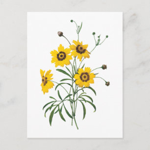 coreopsis(Coreopsis elegans) by Redouté Postcard