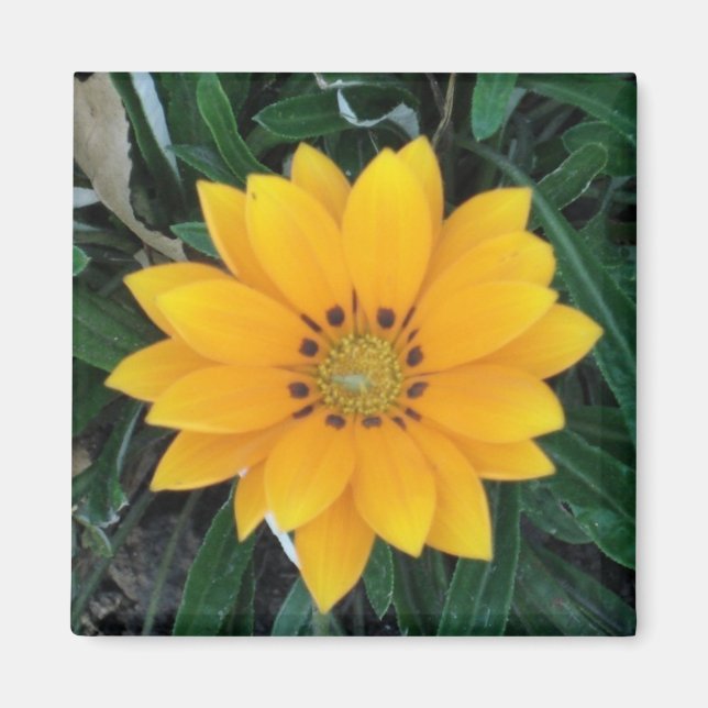 coreopsis magnet (Front)