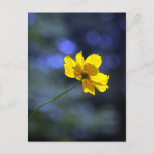Coreopsis Postcard