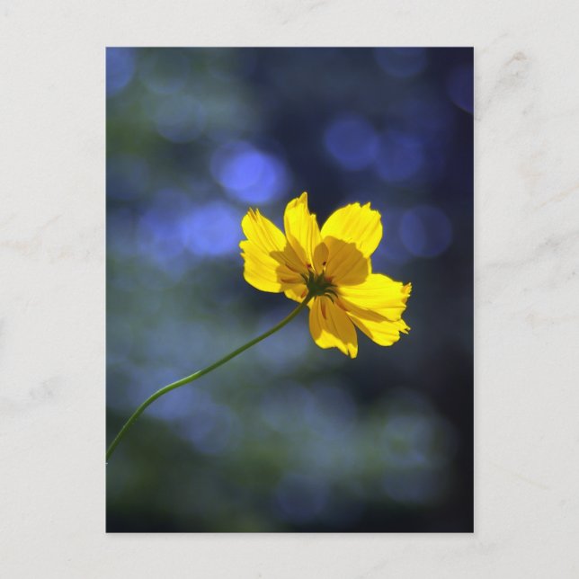 Coreopsis Postcard (Front)