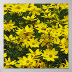 Coreopsis Print