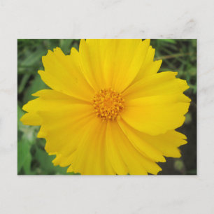 Coreopsis Yellow Flower Bloom Postcard