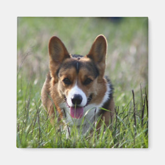 Corgi Dog Magnet