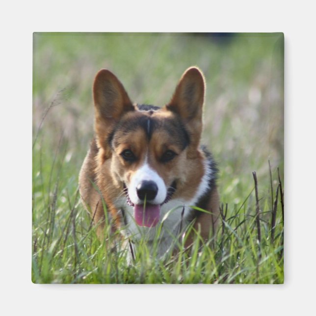 Corgi Dog Magnet (Front)