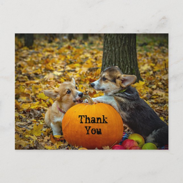 Corgi Dog Pumpkin Autumn Photo Thank You Postcard (Front)