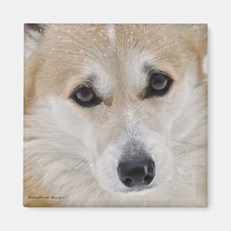 Corgi Face Magnet