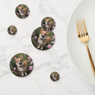 Corgi In The Pink Roses, Confetti