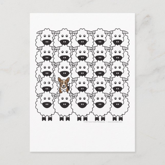 Corgi in the Sheep Postcard (Front)