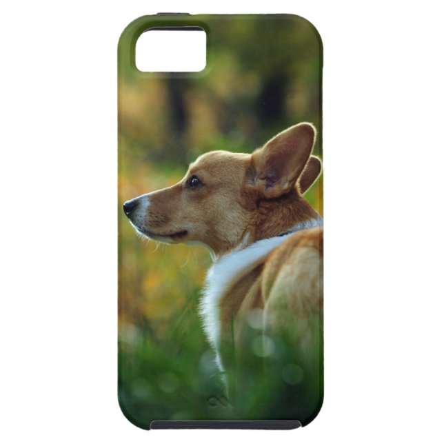 Corgi iPhone 5 Case (Back)