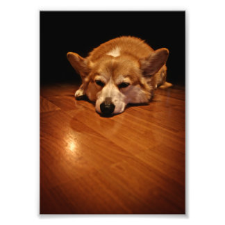 Corgi on floor photo print