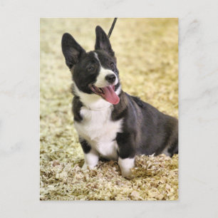 Corgi Postcard