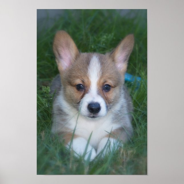 Corgi pup poster (Front)