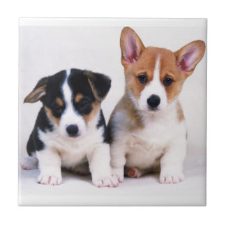 Corgi Puppies Ceramic Tile