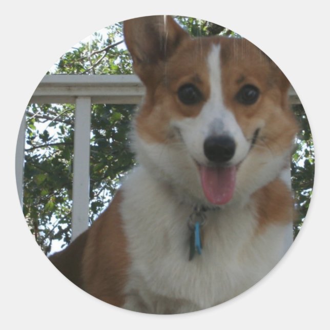 Corgi Puppy Dog Sticker (Front)
