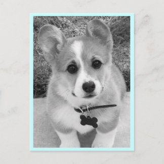 Corgi Puppy Postcard