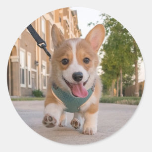 Corgi puppy sticker