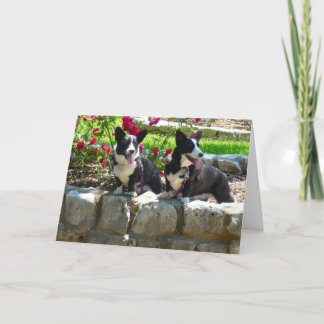 corgis card