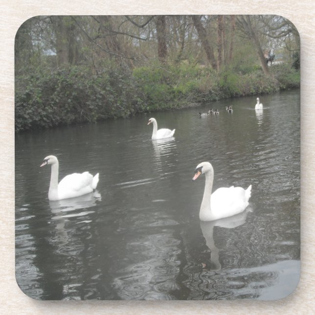 Cork Coasters Swans River Swimming (Front)