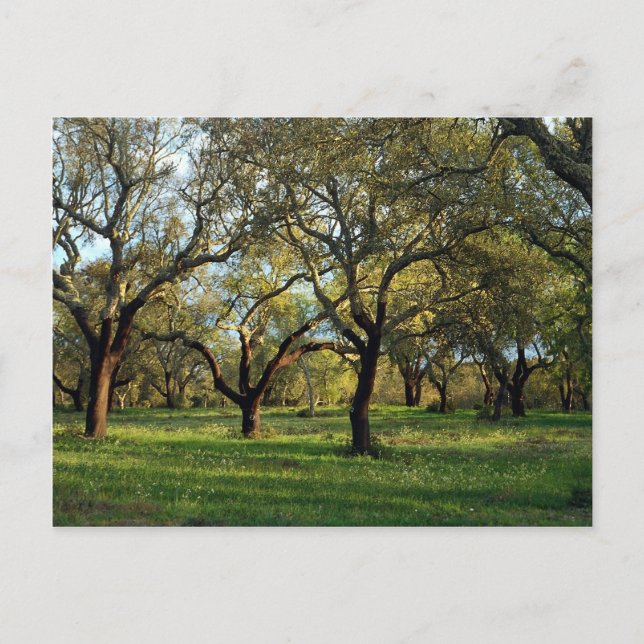 Cork oak forest, Alentejo, Portugal in Europe Postcard (Front)