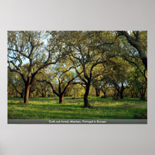 Cork oak forest, Alentejo, Portugal in Europe Poster