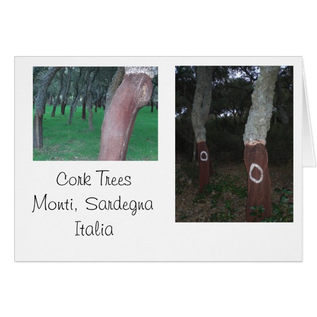 Cork Trees - Sardinia, Italy (Front Horizontal)