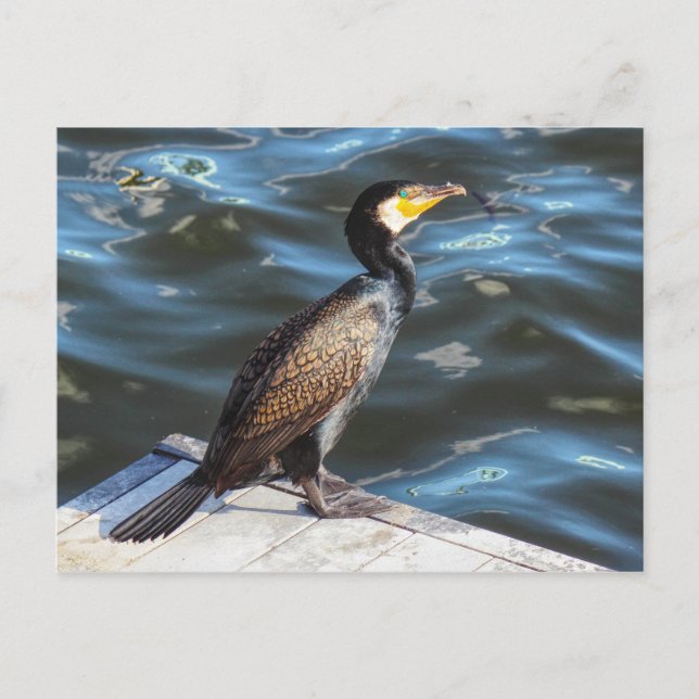 Cormorant at Cardiff Bay, Cardiff, Wales Postcard (Front)