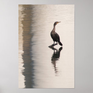 Cormorant at Confluence Park Poster