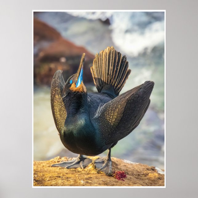 Cormorant Display Wall Art | Coastal Bird Print (Front)
