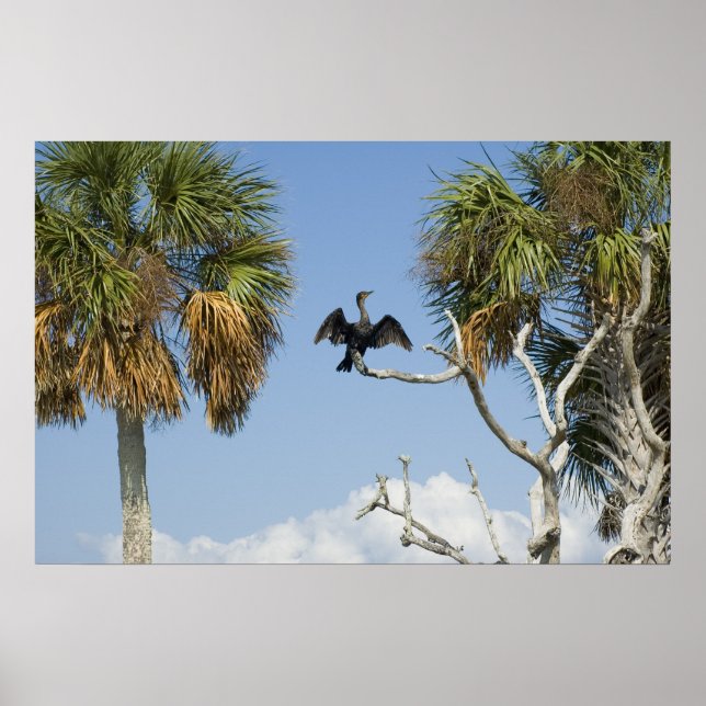 Cormorant Drying Wings Print (Front)