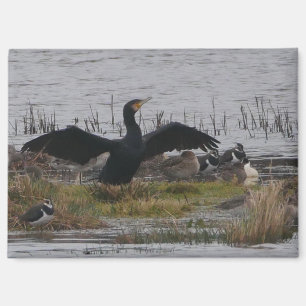 Cormorant Magnet