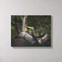 Cormorant Nature Photo