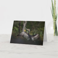 Cormorant Nature Photo