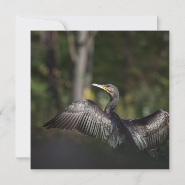 Cormorant Nature Photo Card (Front)
