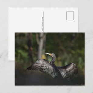 Cormorant Nature Photo Holiday Postcard