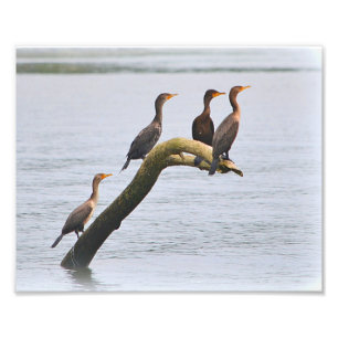 Cormorant Photo Print